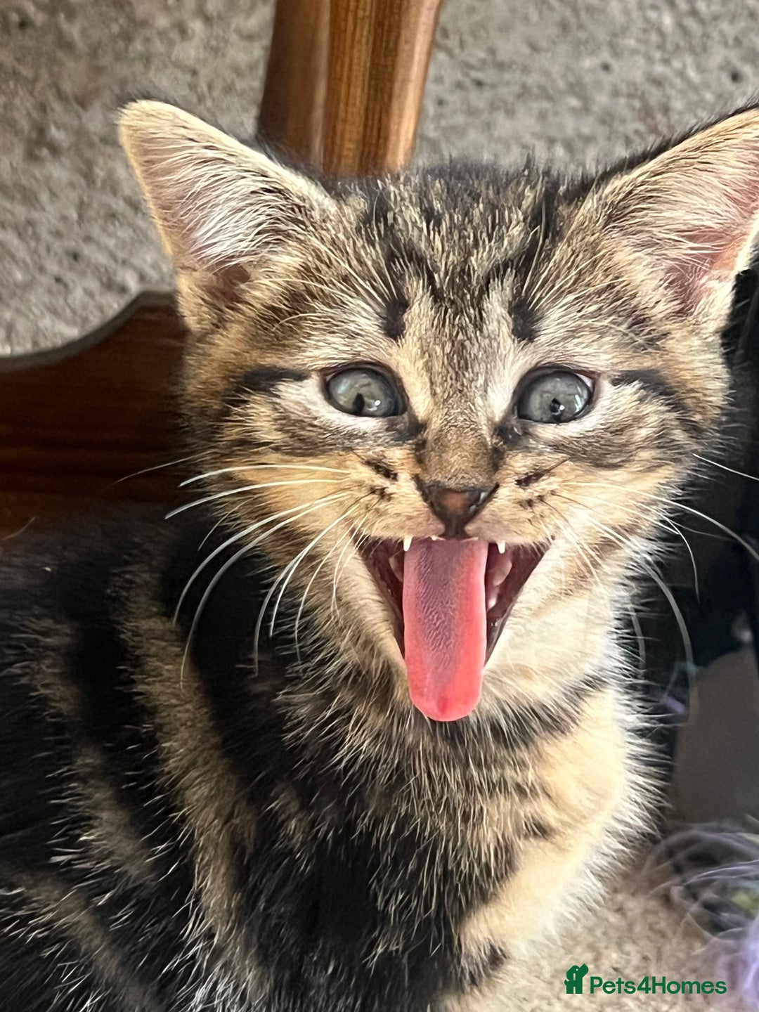 Domestic Shorthair cats for sale: 🐾 Kittens Looking for Loving Homes 🐾 - Image 2
