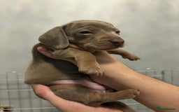 Dachshund dogs for sale: Mini daushnds  - Advert 3