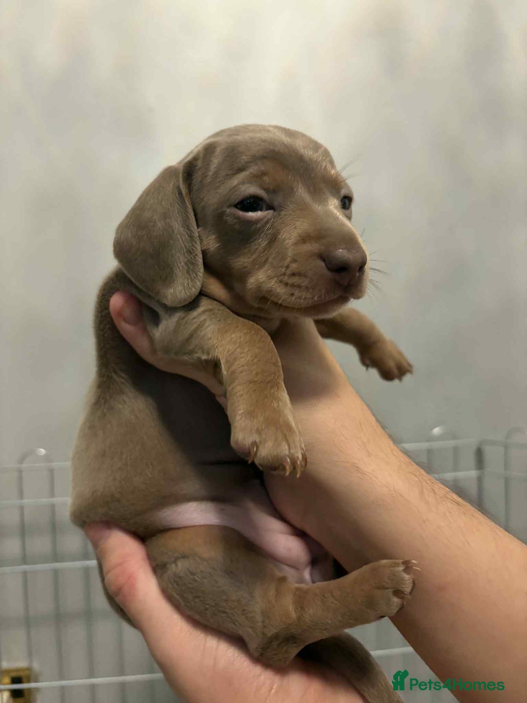 Dachshund dogs for sale: Mini daushnds  - Advert 3