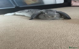 English Lop rabbits for sale: Male lop rabbit for sale - Image 1