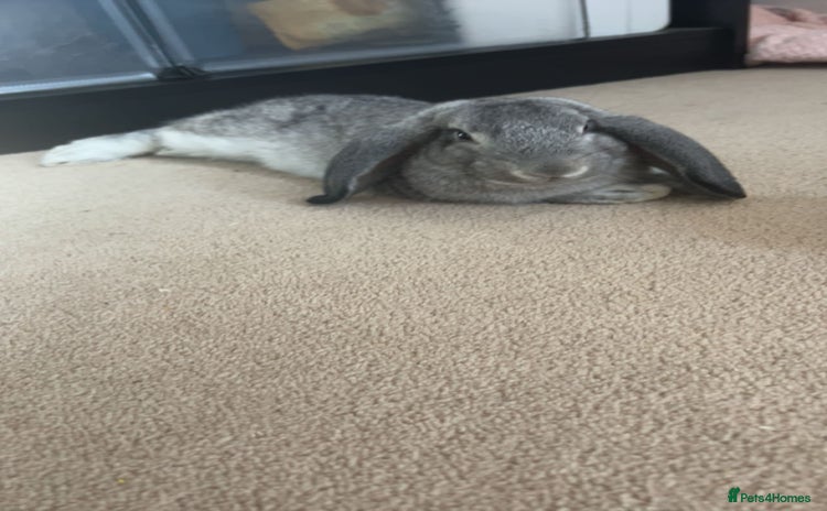 English Lop rabbits - Advert 5