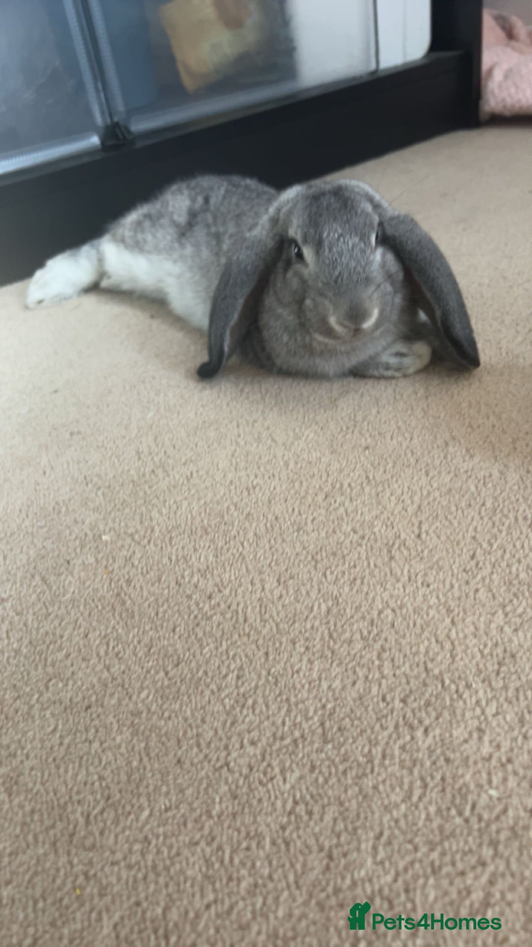 English Lop rabbits for sale: Male lop rabbit for sale - Image 1
