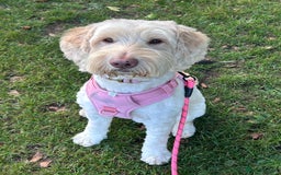 Cockapoo dogs for sale: 5 year old cockapoo girl  - Image 1