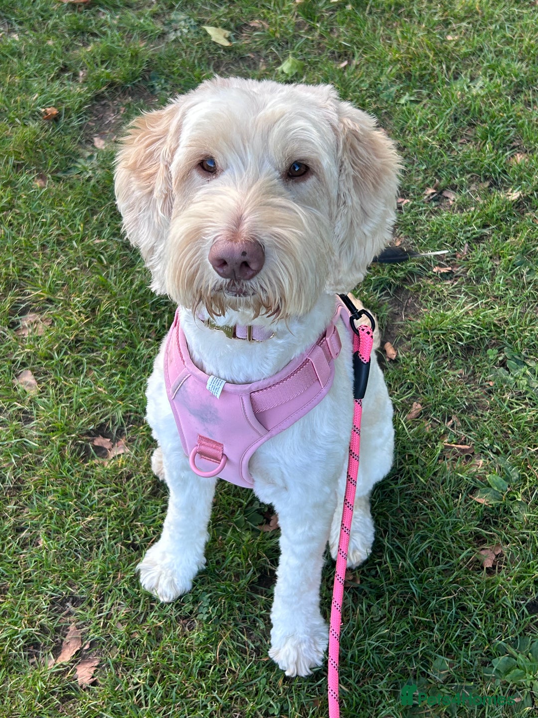 Cockapoo dogs for sale: 5 year old cockapoo girl  - Image 1