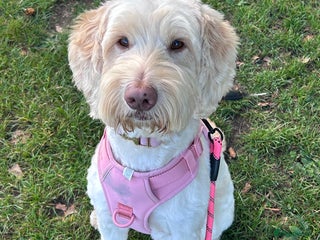 Cockapoo dogs for sale - Advert 1