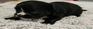 Chihuahua 5
