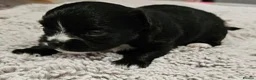 Chihuahua dogs for sale: KC longcoat Chihuahuas from Thai lines - Advert 8