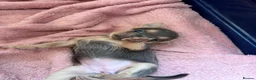 Chihuahua dogs for sale: 2 female quality chi pups available  - Advert 5