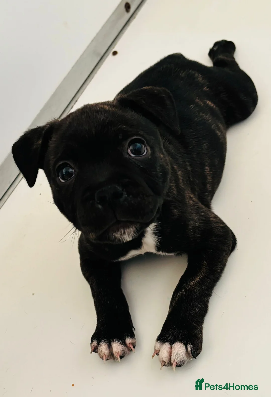 Staffordshire Bull Terrier dogs for sale: Beautiful Staffordshire Bull Terriers - Advert 4