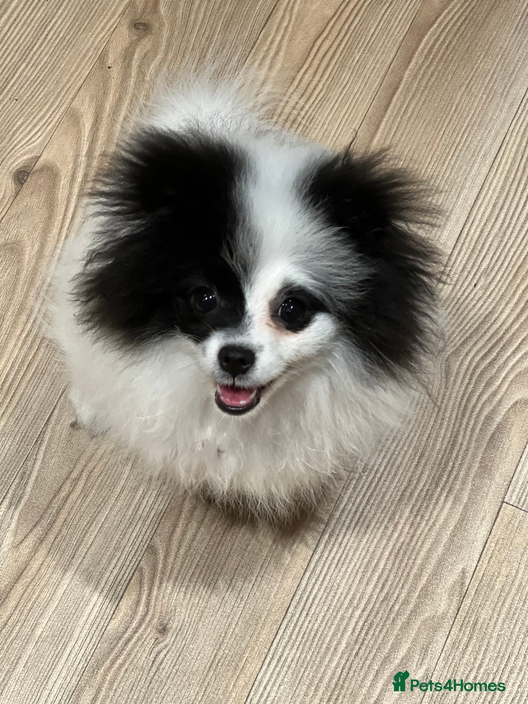 Pomeranian dogs for sale: Beautiful Panda Pom - Image 8