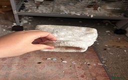 Rat rodents for sale: 3 female baby rats  - Image 10