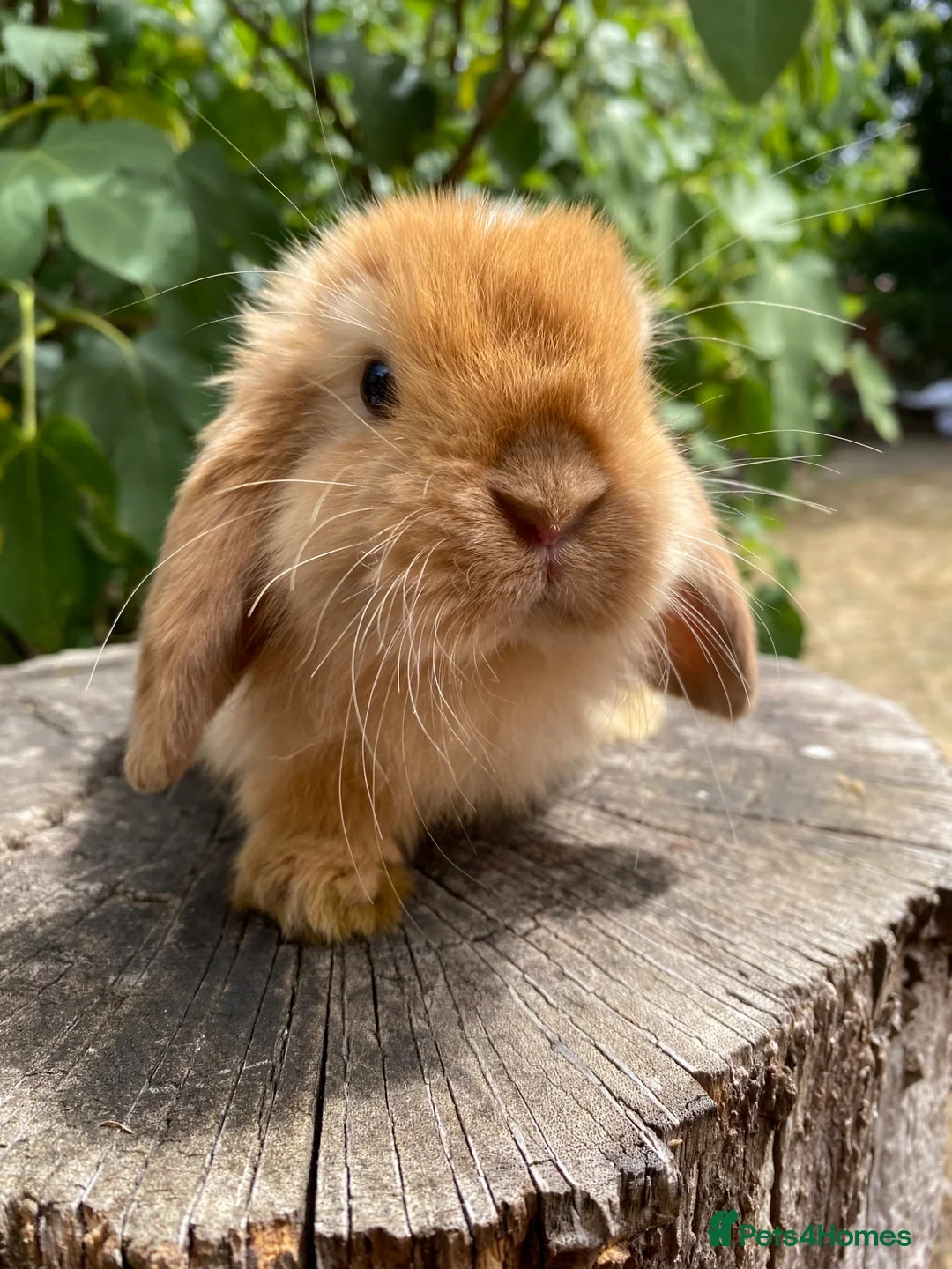 Mini Lop rabbits for sale: Super Friendly 100% Pure Bred Mini Lop Bunnies - Advert 2