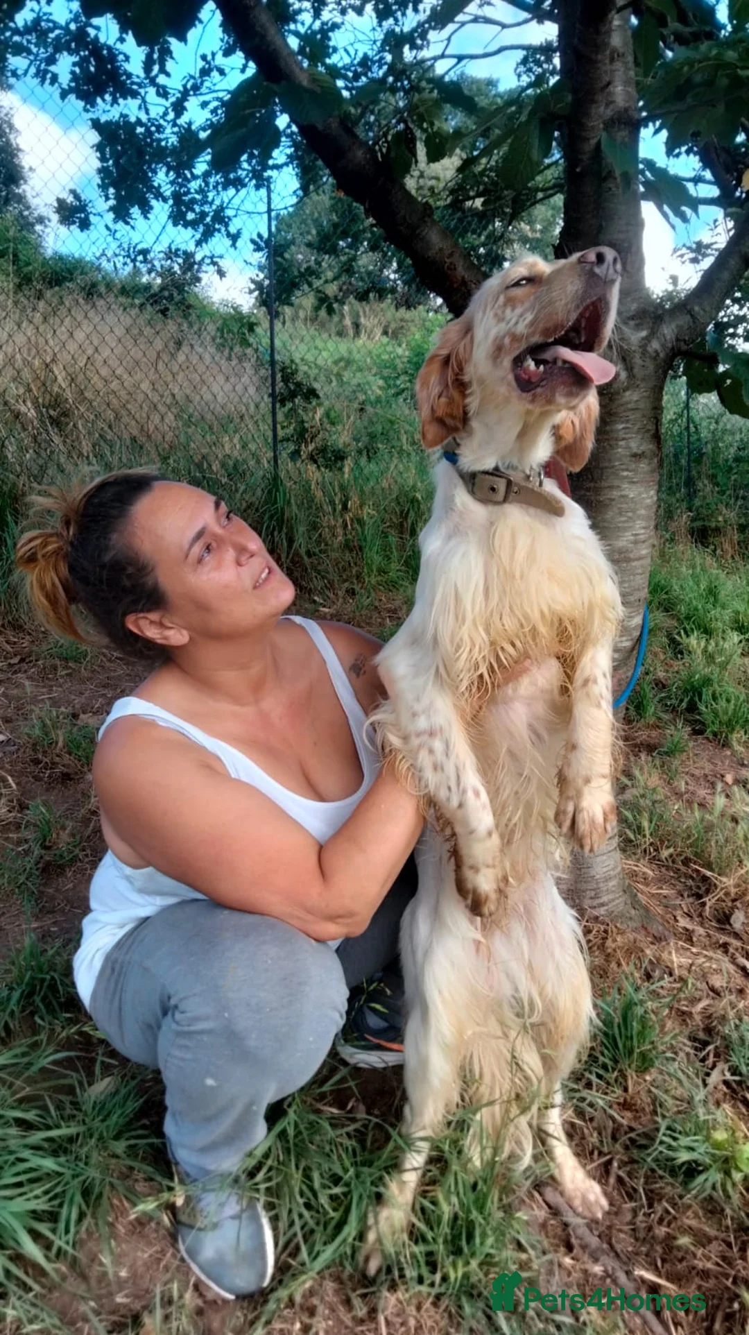 English Setter dogs for adoption: Lupin - Advert 1