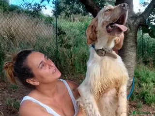 English Setter dogs Lupin - Advert 16