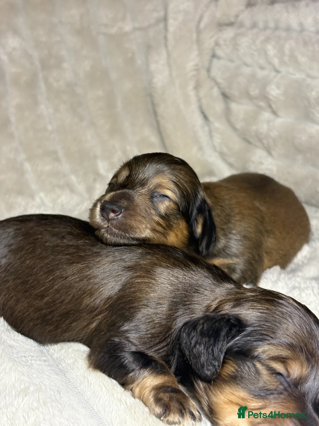 Miniature Dachshund dogs for sale: KC CREAM LONG HAIRED MINIATURE DACHSHUNDS🤍 - Advert 15