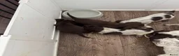 Cocker Spaniel dogs for sale: Remaining Male Cocker Spaniel Pups in Ullapool - Advert 19