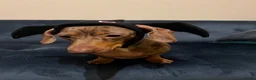 Miniature Dachshund dogs for sale: Mr & Mrs KC Miniature Dachshunds  - Advert 2