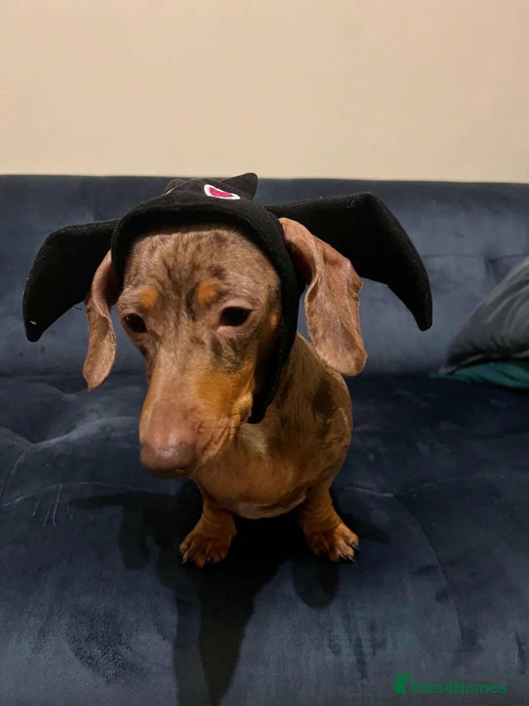 Miniature Dachshund dogs for sale: Mr & Mrs KC Miniature Dachshunds  - Advert 2