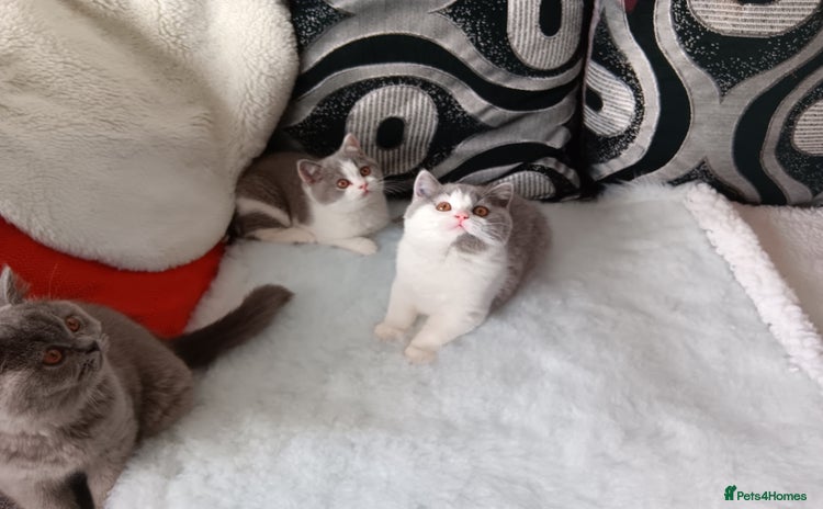 British Shorthair cats - Advert 2