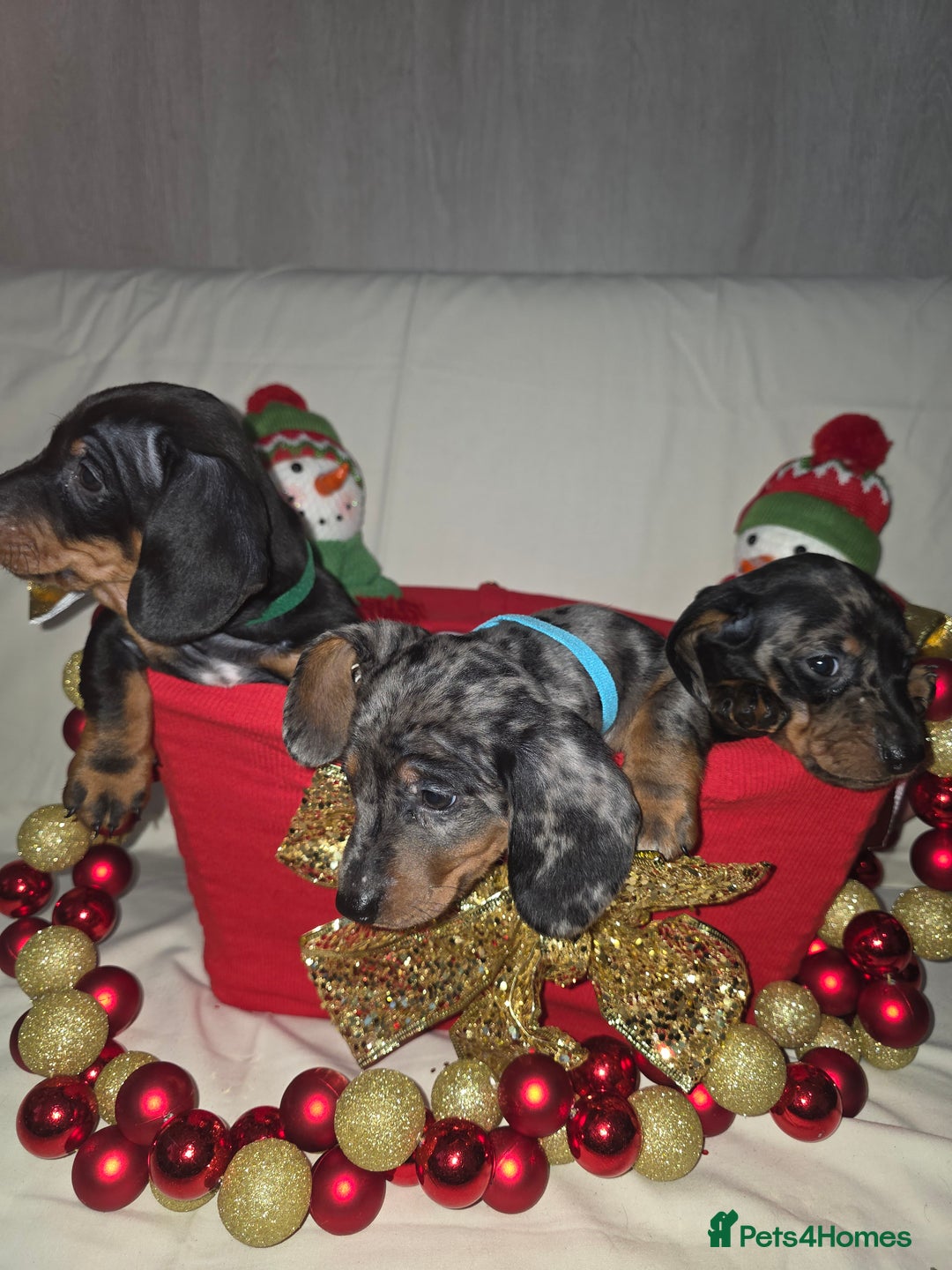 Miniature Dachshund dogs for sale: Miniature dachshund  - Advert 10