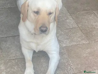 Labrador Retriever dogs For sale - Advert 1