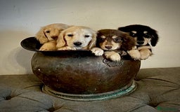 Miniature Dachshund dogs for sale: cream colour's KC miniture dachshund - Image 1