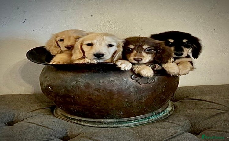 Miniature Dachshund dogs - Advert 12