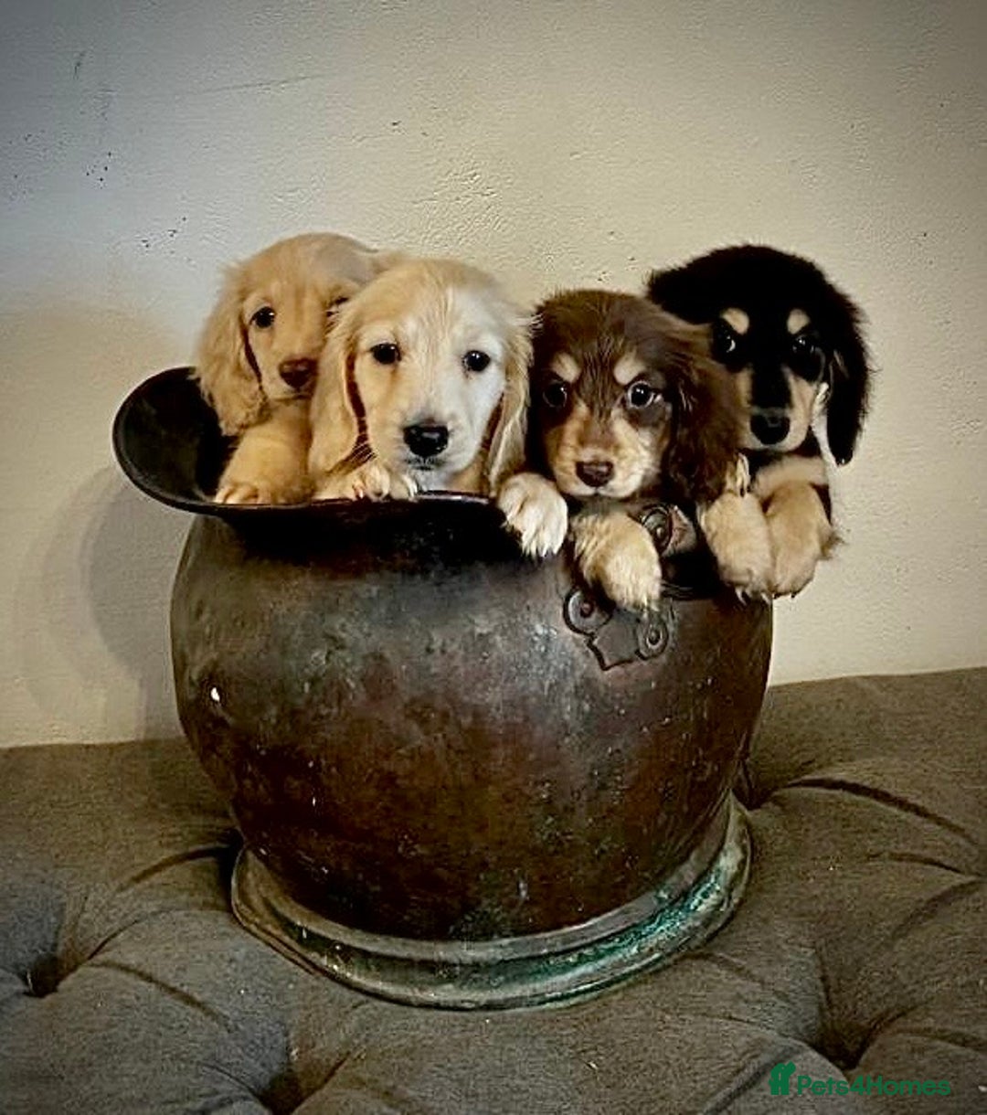 Miniature Dachshund dogs for sale: cream colour's KC miniture dachshund - Image 1