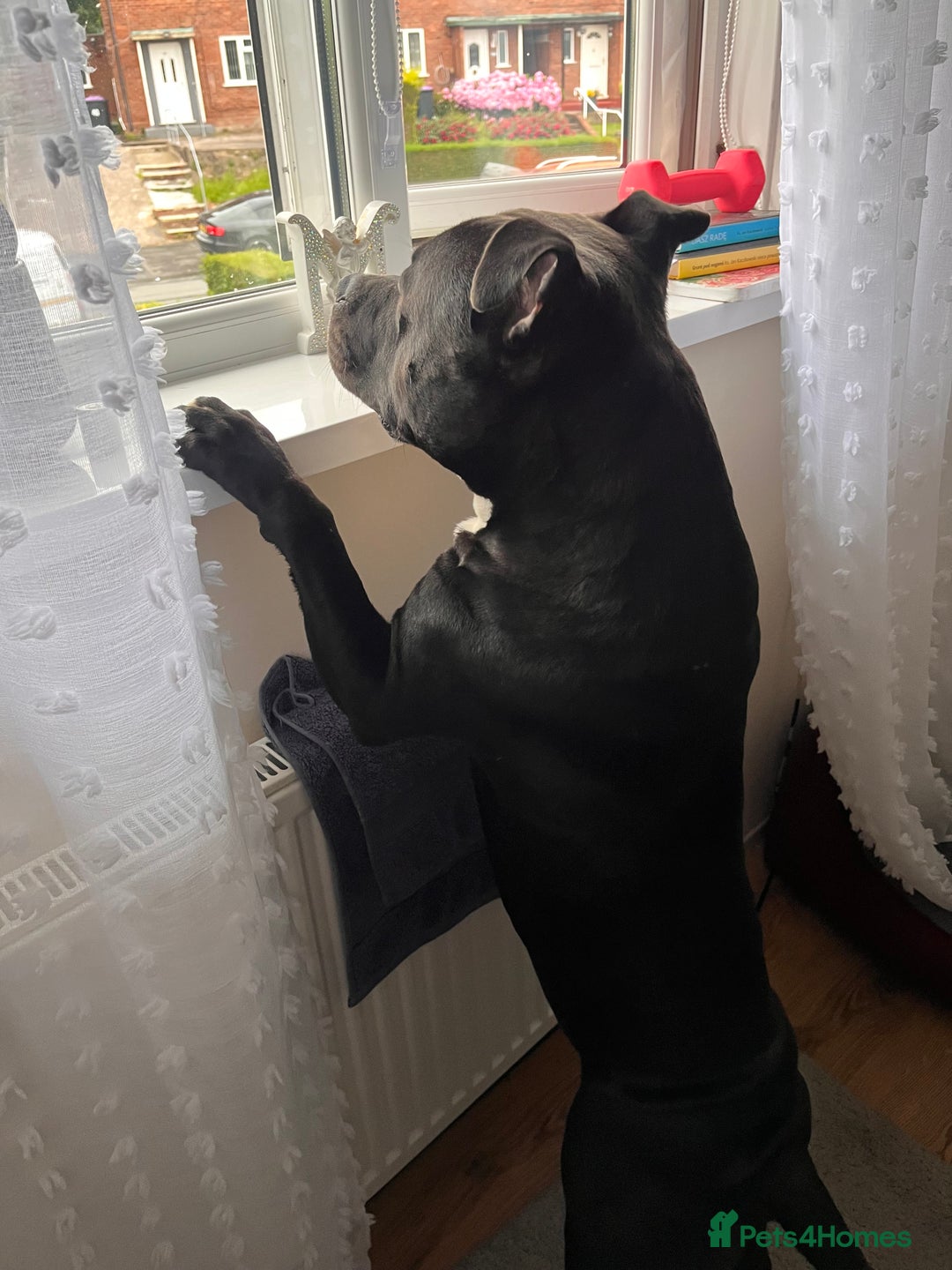 Staffordshire Bull Terrier dogs for stud: “Dior” American Staffordshire Bull Terrier Stud - Advert 4