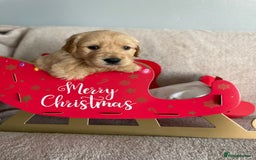 Golden Retriever dogs for sale: Rare & wonderful petite golden retrievers - Image 1