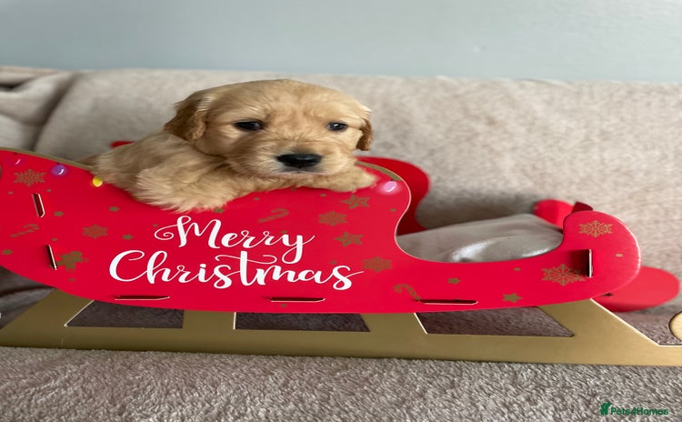 Golden Retriever dogs - Advert 1