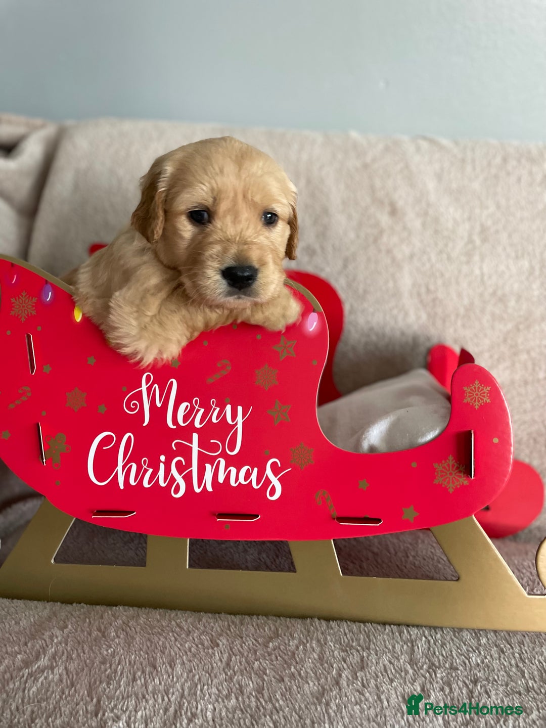 Golden Retriever dogs for sale: Rare & wonderful petite golden retrievers - Image 1