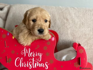 Golden Retriever dogs - Advert 32