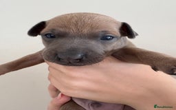 Italian Greyhound dogs for sale: Beautiful Italian Greyhound puppies for sale  - Image 13