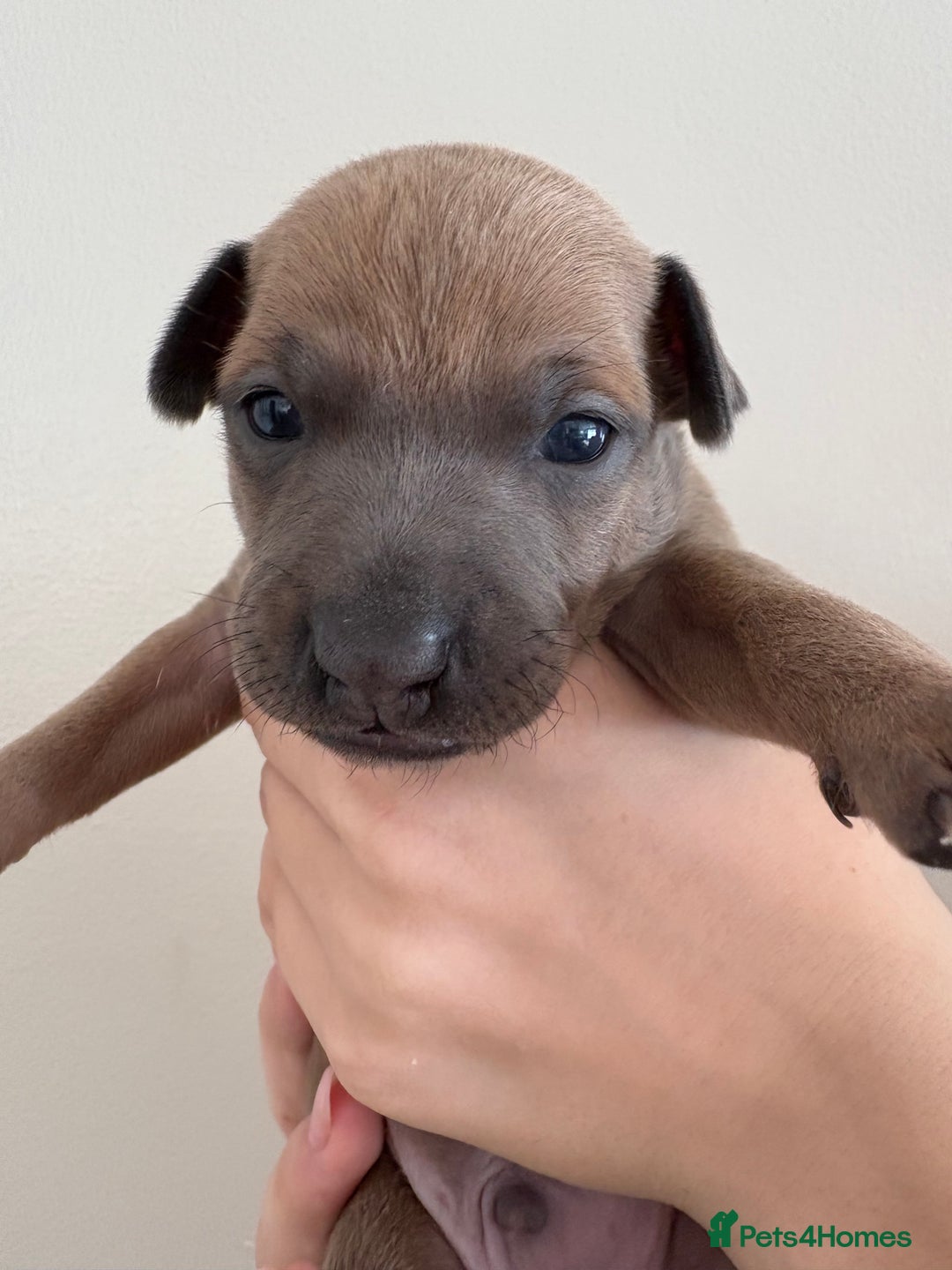 Italian Greyhound dogs for sale: Beautiful Italian Greyhound puppies for sale  - Image 13