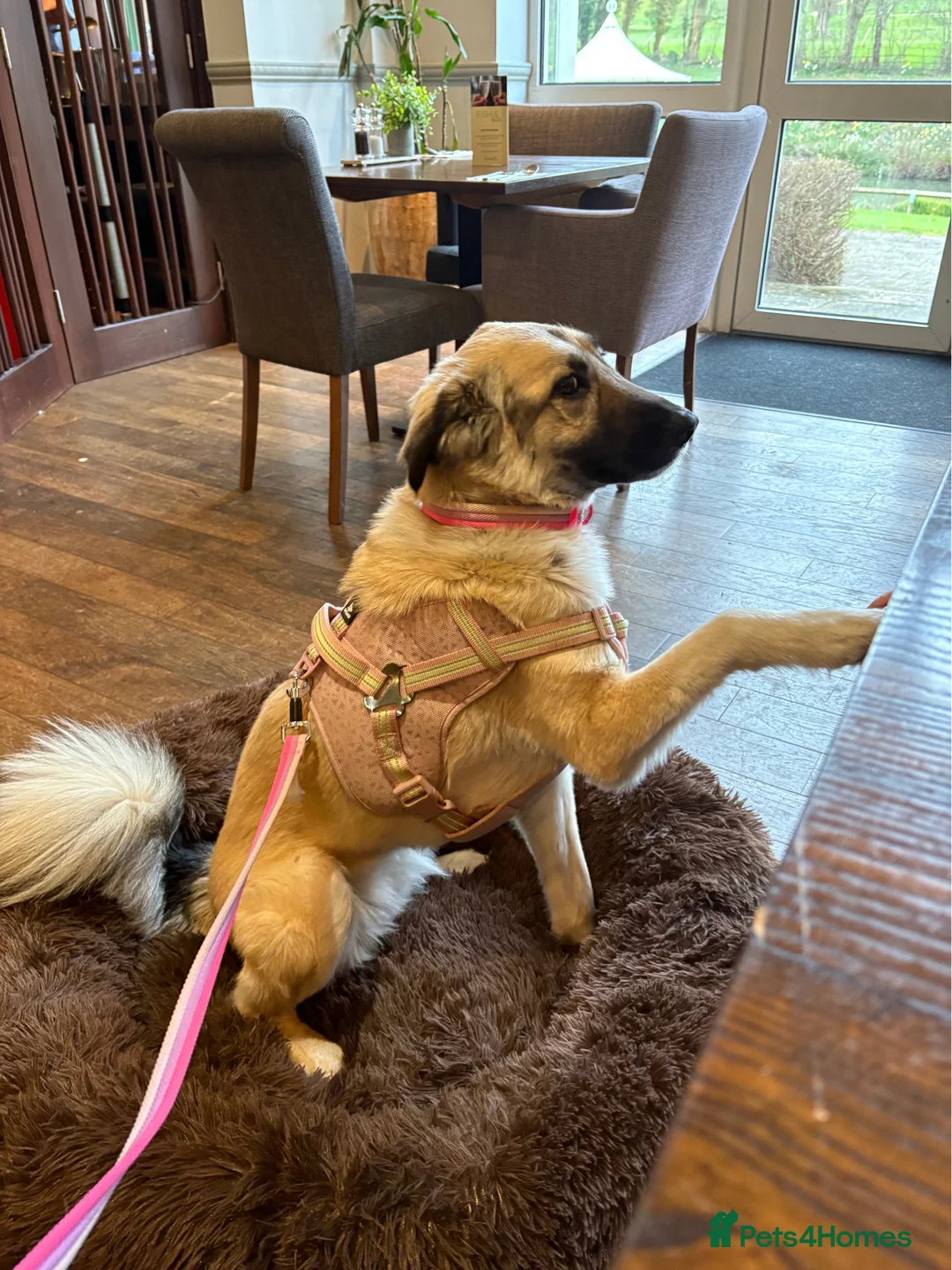 Anatolian Shepherd dogs for sale: Anatolian Shepherd 3 years old ready now  in Gloucester - Advert 2