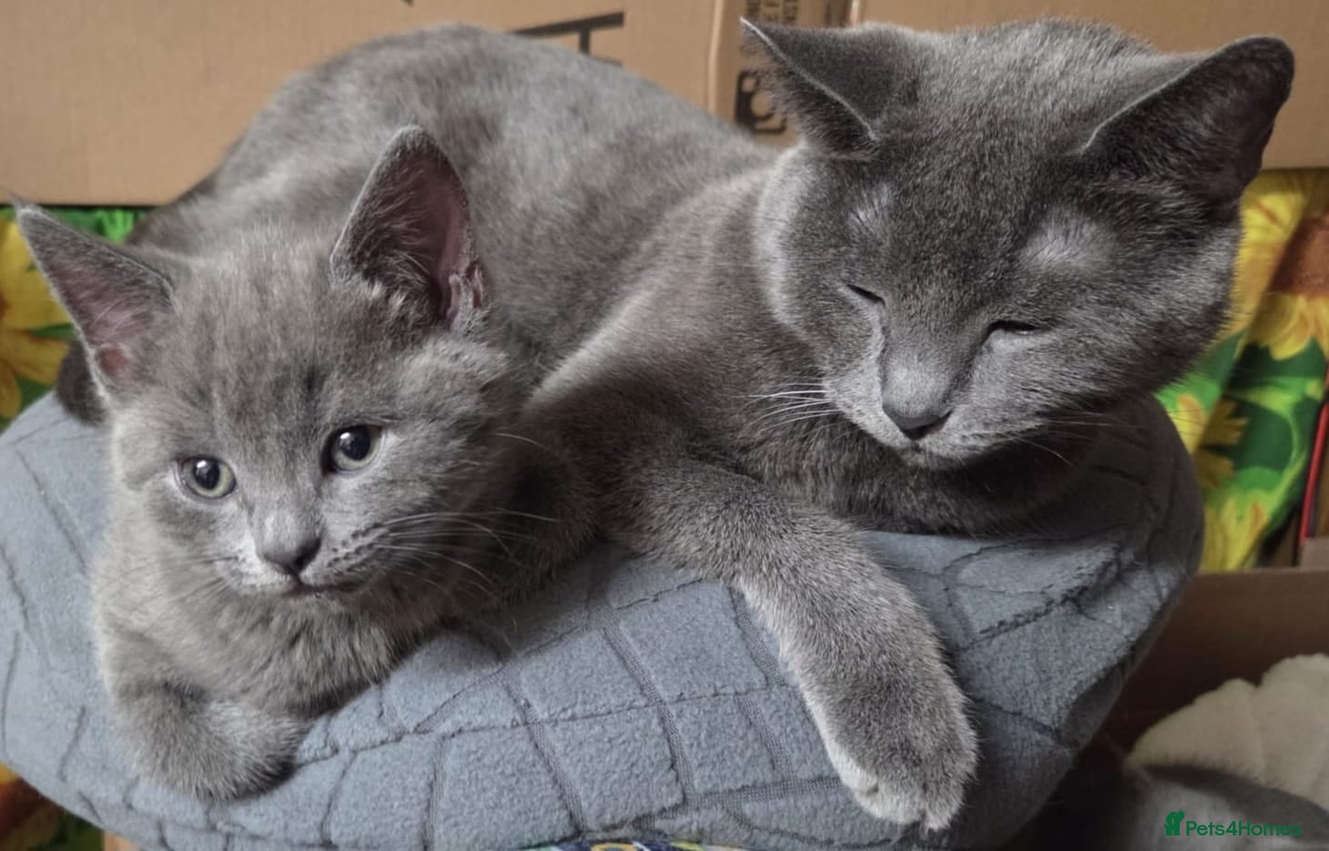 Russian Blue cats for sale: Pure Russian blue kittens. READY TO LEAVE  - Advert 5