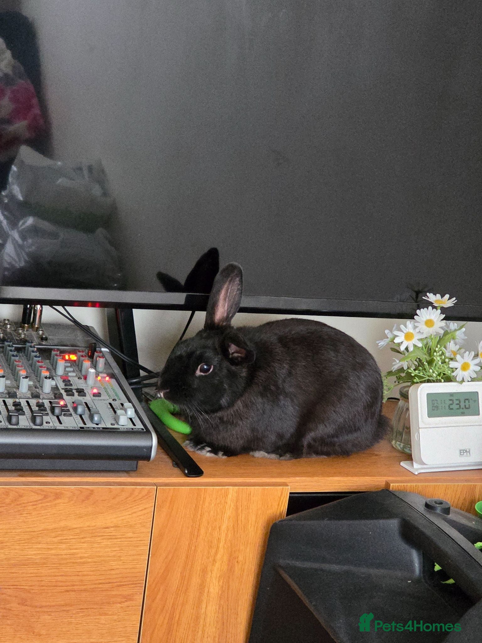 Netherland Dwarf rabbits Free black rabbit boy - Advert 1