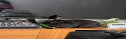 Netherland Dwarf rabbits for sale: Free black rabbit boy - Advert 1