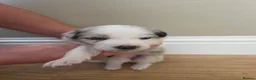 Border Collie dogs for sale: Border Collie Puppies  in Sheffield - Advert 12