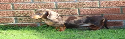 Dachshund dogs for sale: MINIATURE DACHSHUND PUPPIES FOR SALE - Advert 10