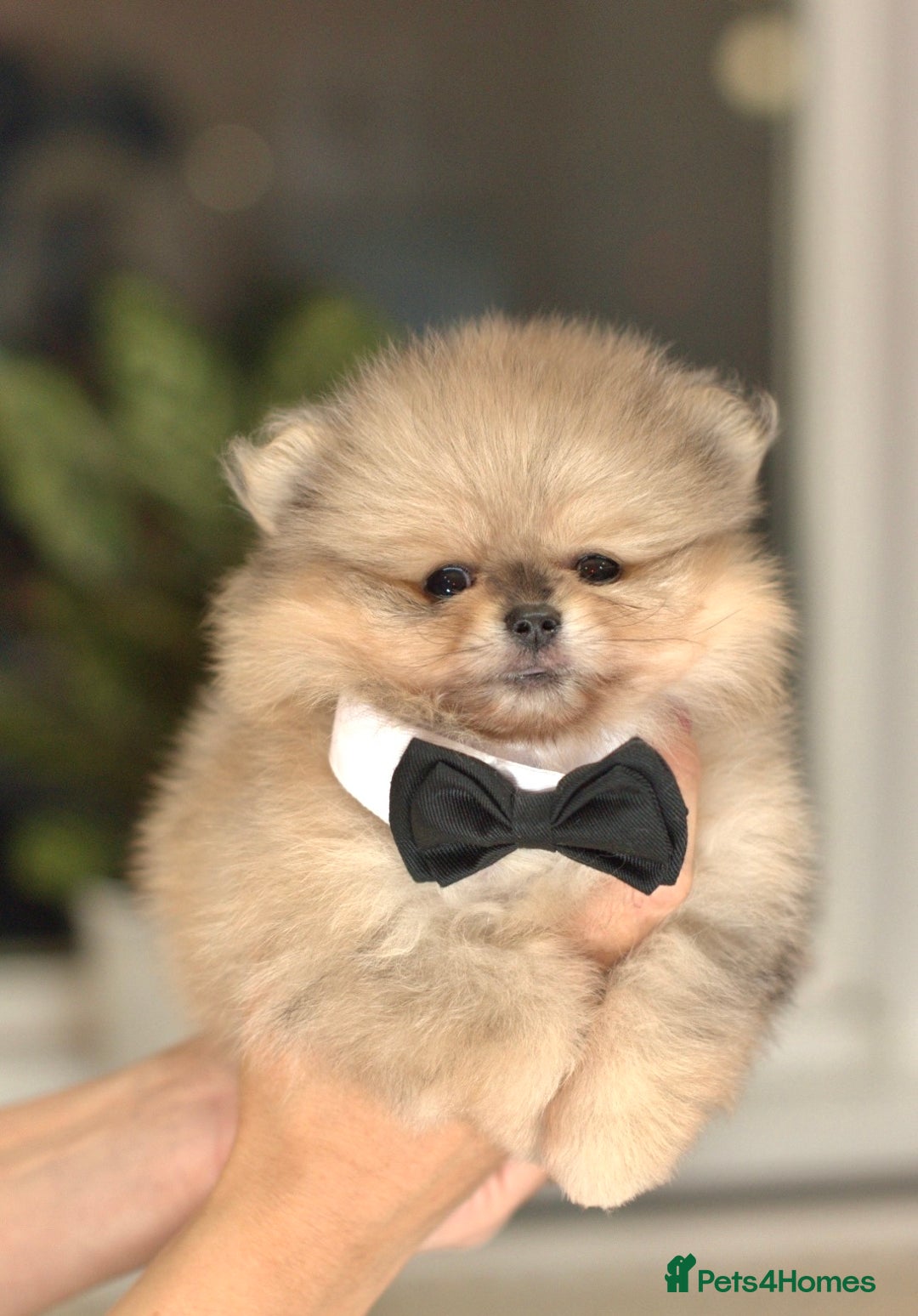 Pomeranian dogs for sale: ✨Tiny Teddy Face 🐻 KC Registered Parents ✨ - Image 1