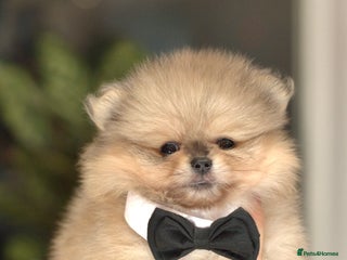 Pomeranian dogs - Advert 24