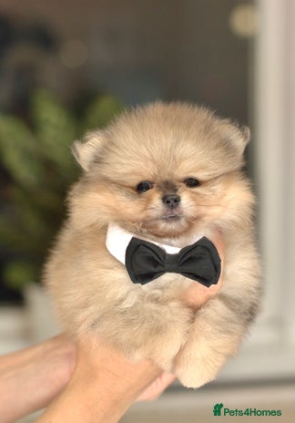 Pomeranian dogs - Advert 2