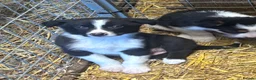 Border Collie dogs for sale: Stunning border collies - only 2 left!!!!!  - Advert 15