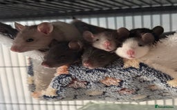 Rat rodents for sale: Baby Female Fancy Rats for Re-homing 🐀 - Advert 1