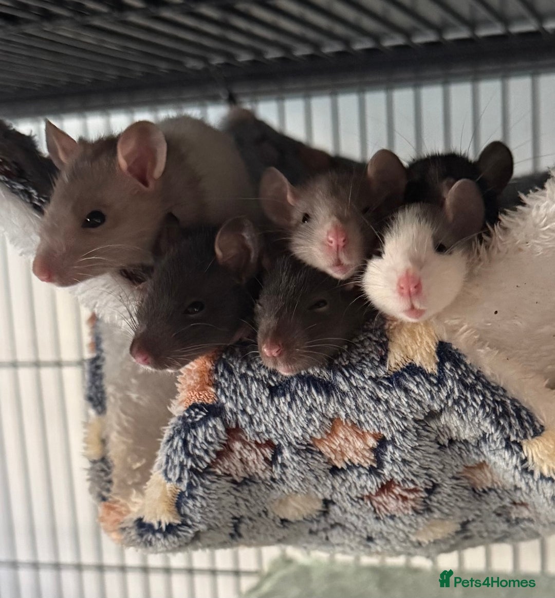 Rat rodents for sale: Baby Female Fancy Rats for Re-homing 🐀 - Advert 1