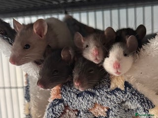 Rat rodents Baby Female Fancy Rats for Re-homing 🐀 - Advert 6