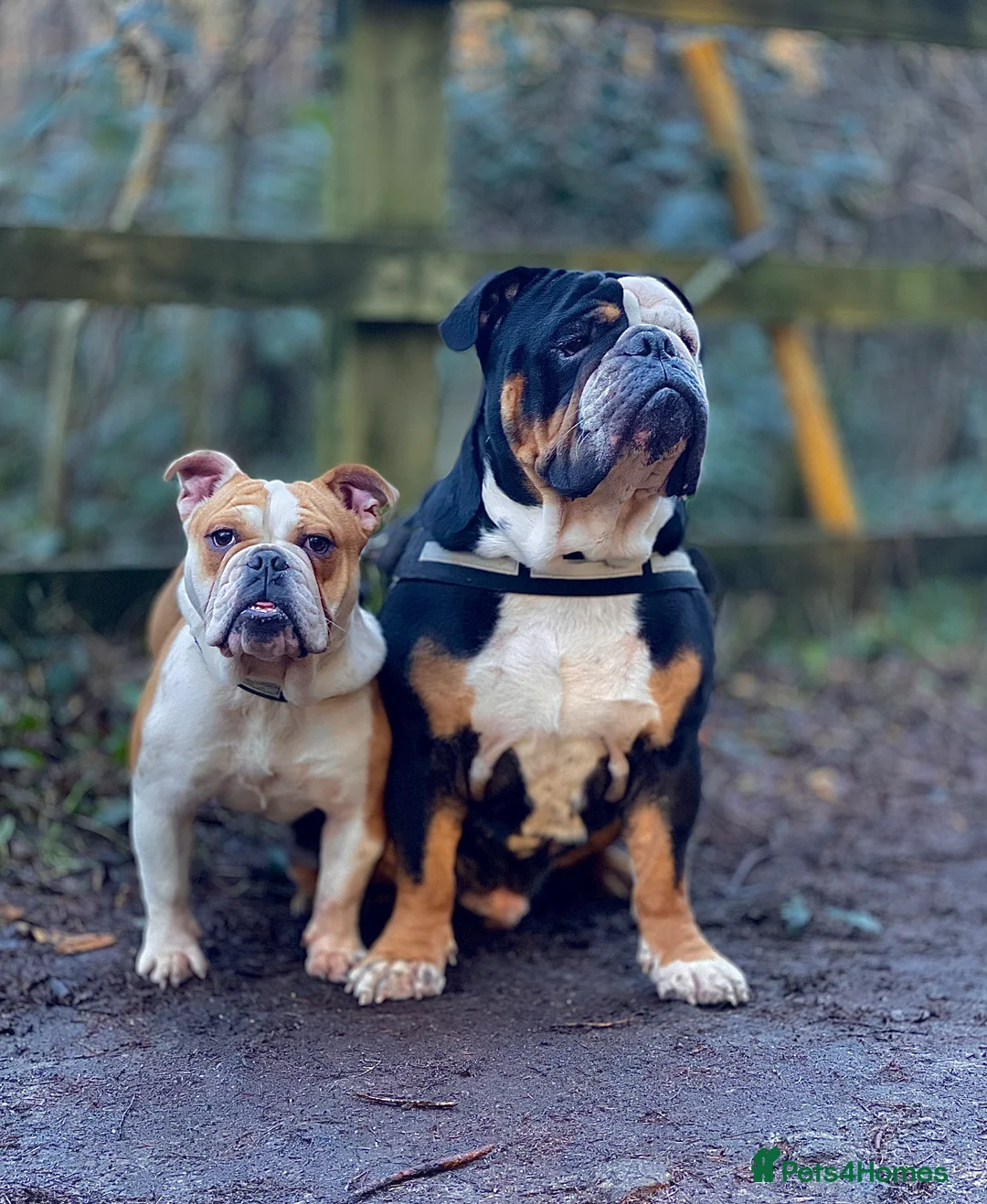 English Bulldog dogs for sale: Alfie English Bulldog  - Advert 5