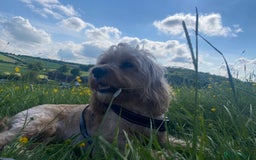 Cockapoo dogs for sale: 🐾 Adorable F2 Cockapoo Puppies! 🐾 - Image 13